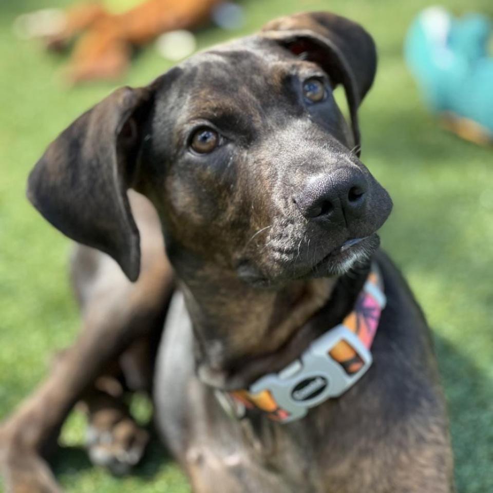 Tank’s the name, and cuddling is his game. Tank is just a wee 4-month-old pupper who would do anything for food. He's ready to learn, so please teach him how to get along in this big world. He's great with kids, dogs and even cats. You won’t be disappointed so come meet Tank in the SPCA Florida puppy room by making an appointment at: www.spcaflorida.org/appointment.