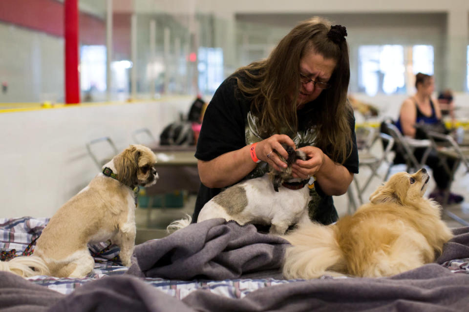 Evacuated resident cares for her dogs