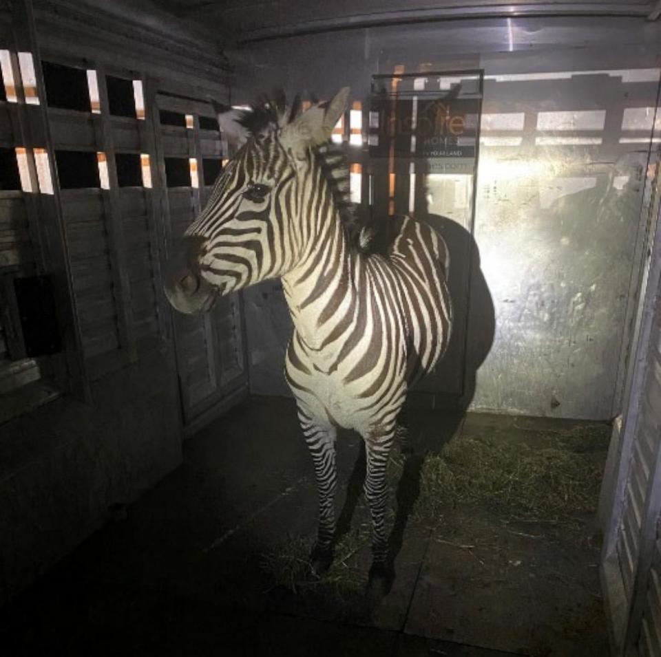 PHOTO: Missing zebra that was on the run for six days in Washington state captured. (Regional Animal Services of King County)