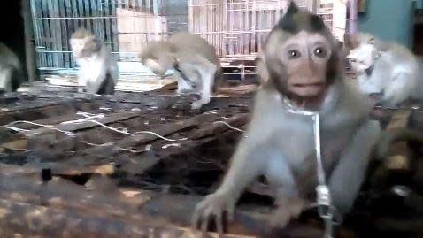 Young macaque chained to a cage (Scorpion)