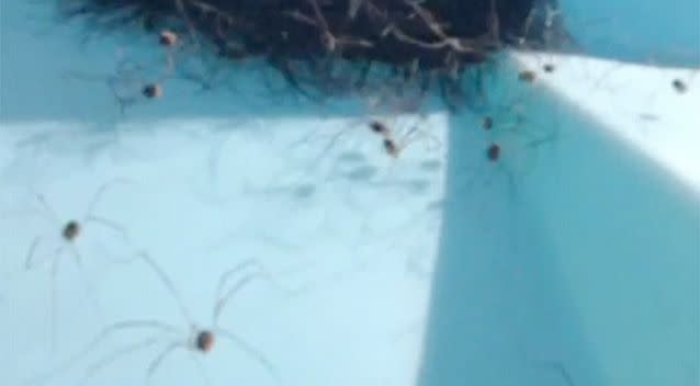 Dozens of daddy longlegs come storming from their nest after it's poked and prodded by the cameraman. Photo: Vine.