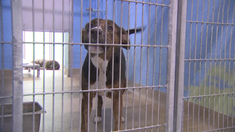 The shelter is currently caring for more than 500 animals.