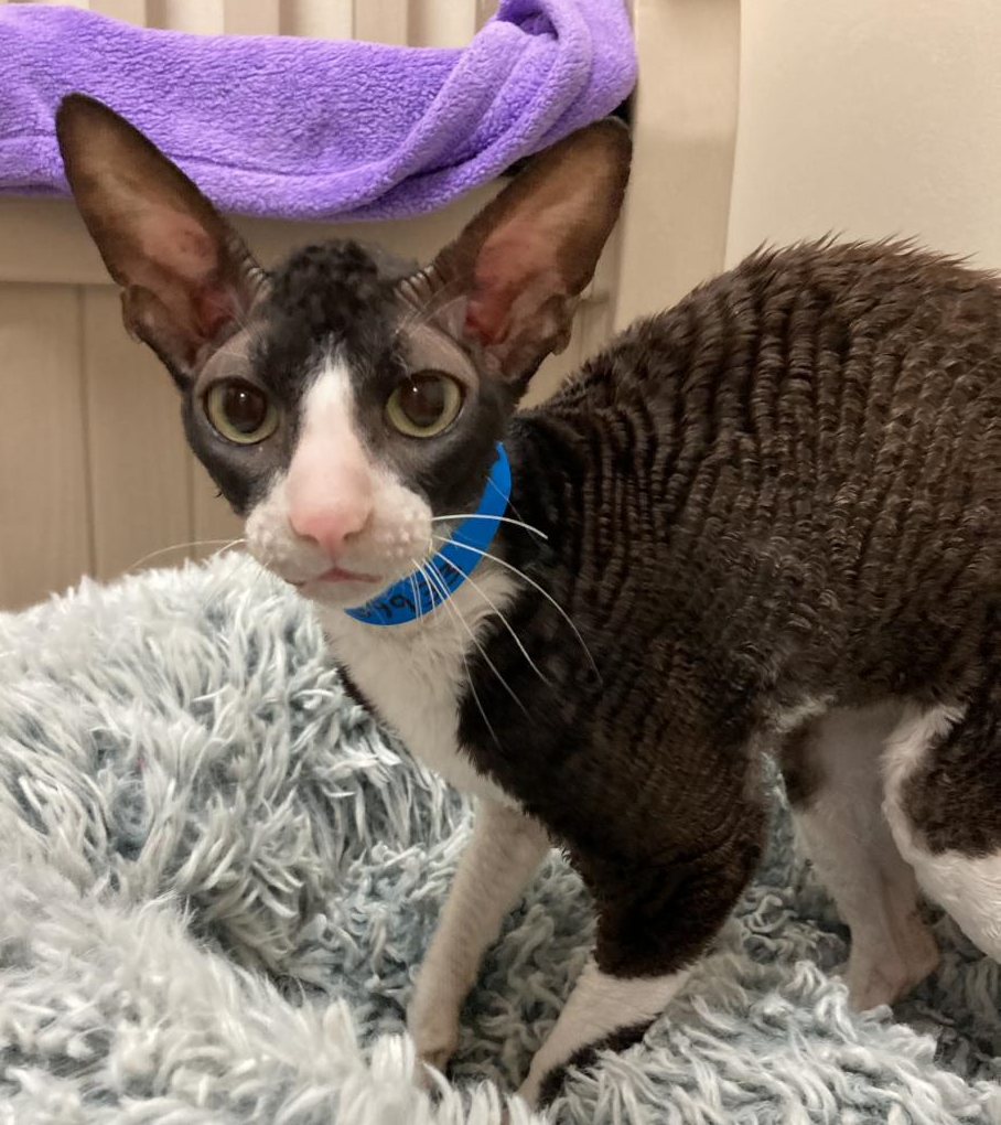 Foxy is a delightful Cornish Rex breed, known for their curly coat, large ears, and long limbs. Their unique coats feature no hair except down hair. Despite her big appearance, Foxy weighs only five pounds. At 10 years old, Foxy found her way to us after her owner’s passing. Like all Cornish Rex cats, she craves constant companionship and she yearns for plenty of cuddles. Along with her impressive ears, Foxy boasts a robust play drive and a hearty appetite.