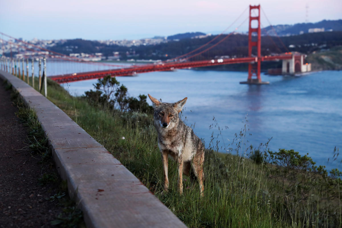 Coyotes aren't a nuisance. Humans live in their world - Los Angeles Times