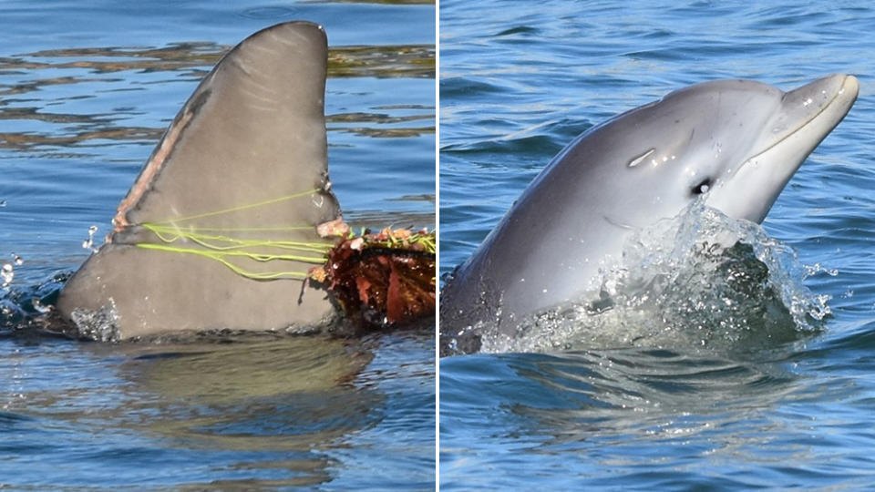 Luca was entangled in fishing line three times this year, he died after the third capture and rescue. Source: Estuary Guardians Mandurah Facebook.