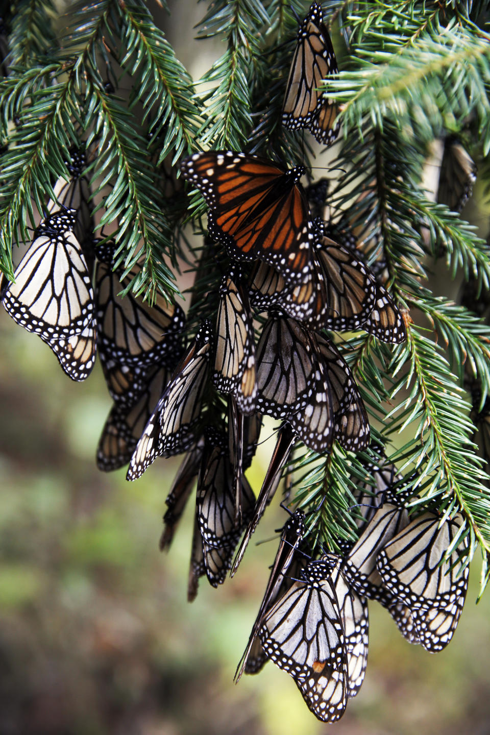 Mariposas monarca cuelgan de la rama de un árbol en el santuario de Amanalco de Becerra en las montañas cerca del extinto volcán del Nevado de Toluca en México, el jueves 14 de febrero de 2019. (AP Foto/ Marco Ugarte)