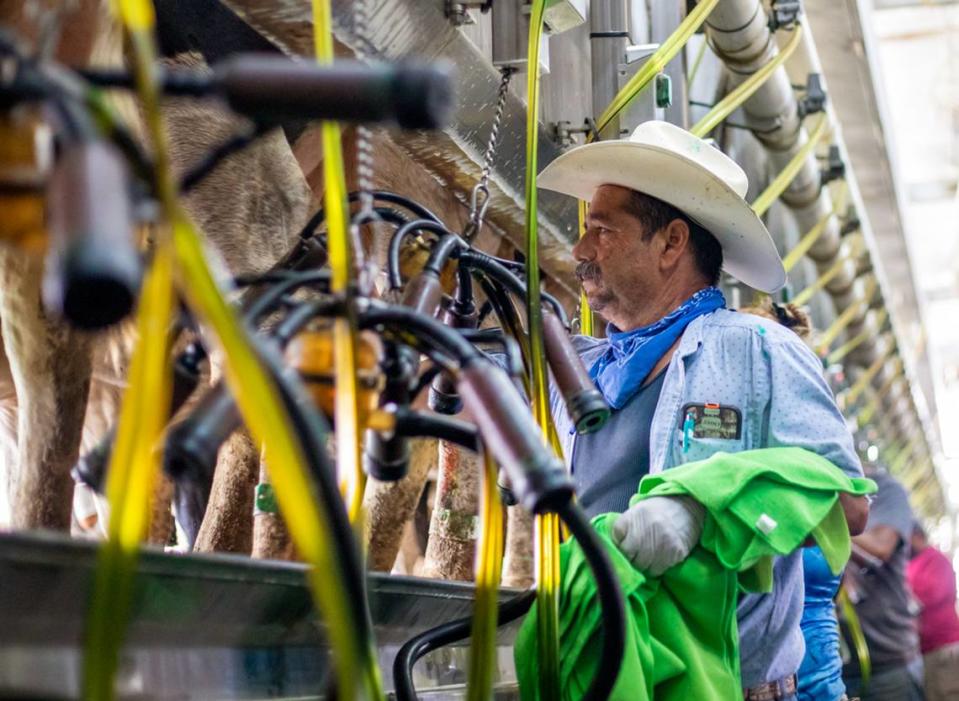 A farmer monitors equipment in the milking ‘parlor’ at the Larson dairy in Okeechobee.