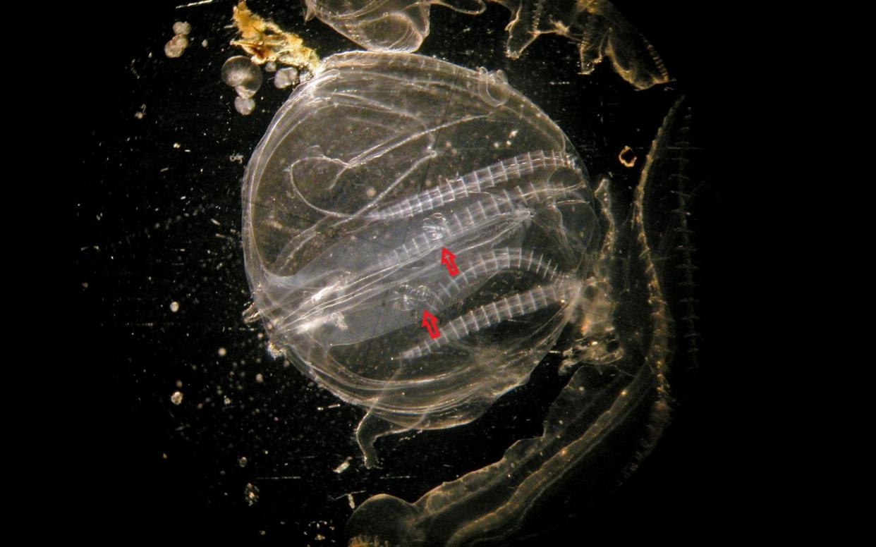 Comb jellies evolved a cannibalistic nature to use as a survival tactic during periods of low food - SWNS