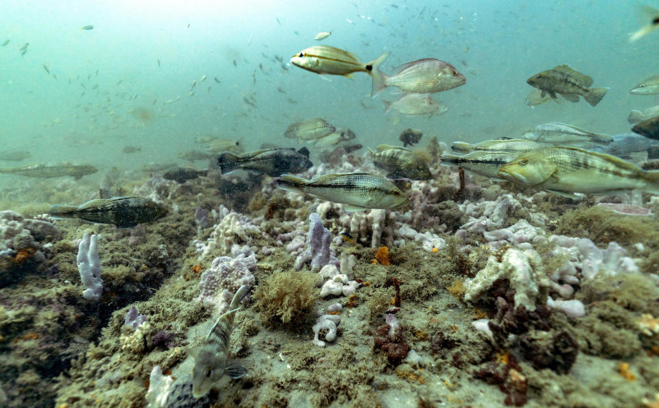 Black sea bass, red snapper and tomtate swim over a carpet of invertebrates and algae at Gray's Reef National Marine Sanctuary Monday, Oct. 28, 2019, off the coast of Savannah, Ga. (AP Photo/David J. Phillip)