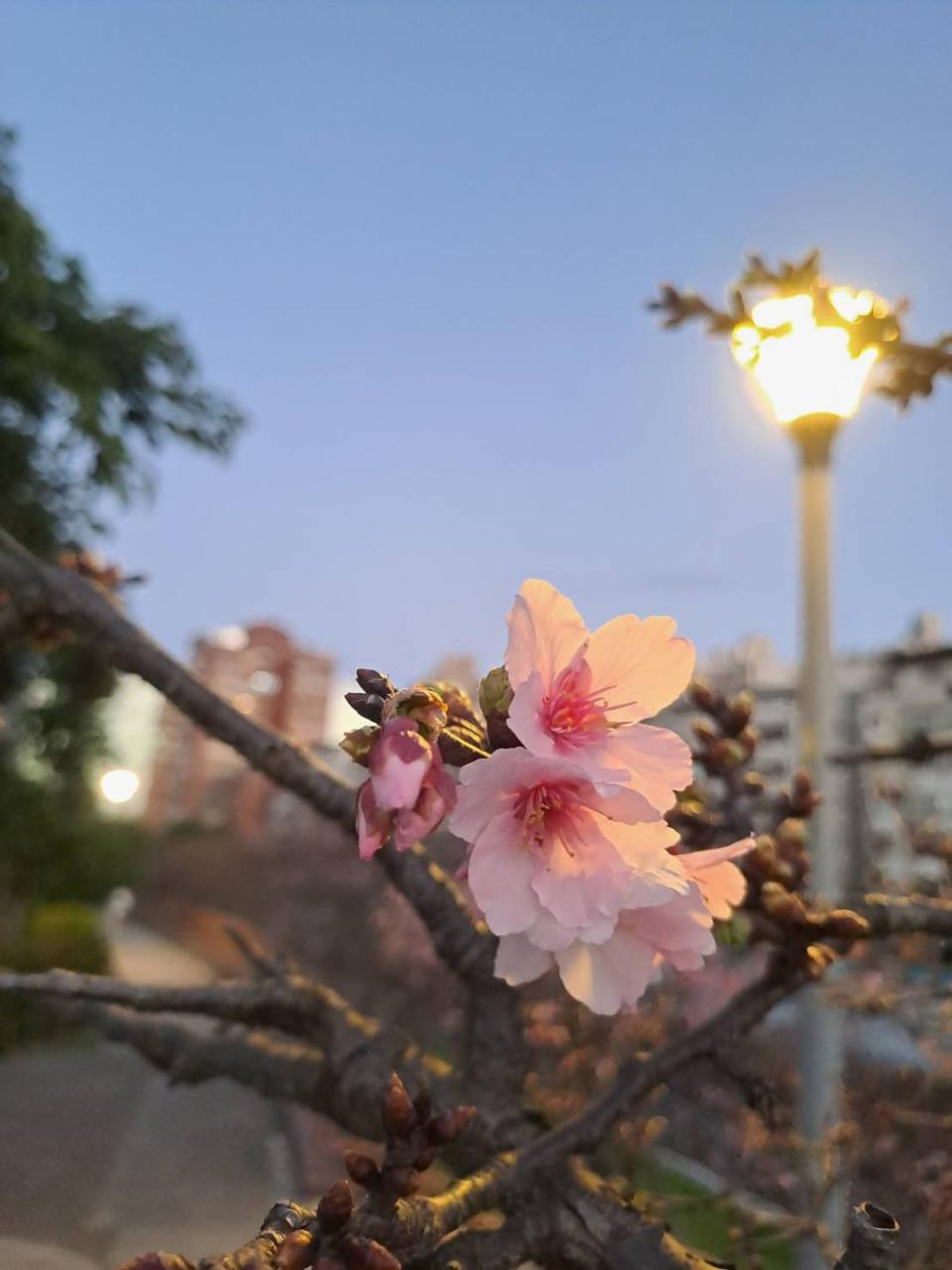 「樂活夜櫻季」年年吸引許多民眾造訪賞櫻。（北捷提供）