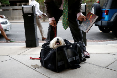 Randy Credico, an associate of former Trump campaign adviser Roger Stone, secures his pet dog as he arrives to testify before the grand jury convened by Special Counsel Robert Mueller at U.S. District in Washington, U.S., September 7, 2018. REUTERS/Chris Wattie