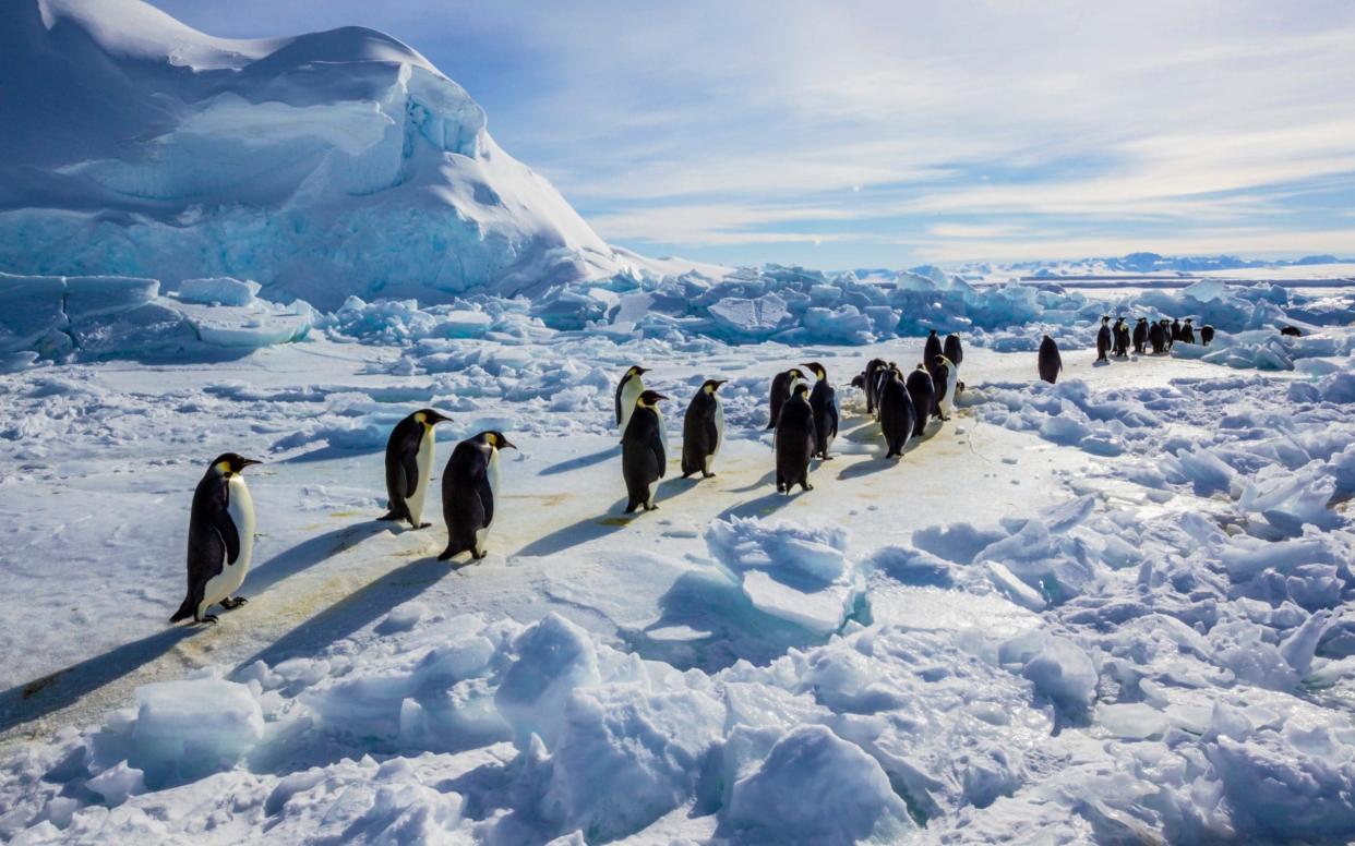 A row of emperor penguins on the move in Antarctica - National Geographic Creative