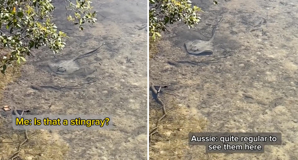 The stingray was spotted by Jordana in the shopping centre's pontoon on the Sunshine Coast. Source: TikTok