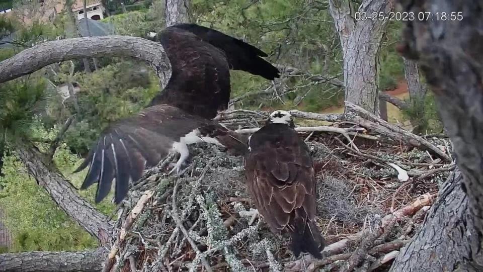 Two ospreys chose the Hilton Head Island Land Trust’s Raptor Cam Nest this year. In 2021, a pair of bald eagles chose the nest.