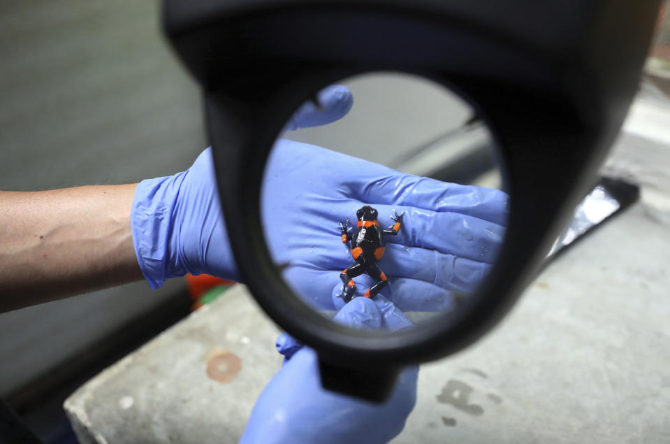 Colombian conservationist Ivan Lozano's inspects an Oophaga lehmanni "Red" at his “Tesoros de Colombia” breeding center in Cundinamarca, Colombia, Tuesday, April 23, 2019. Lozano's efforts to breed frogs and replace the market for illegally captured amphibians have made him well known among collectors in the United States. (AP Photo/Fernando Vergara)