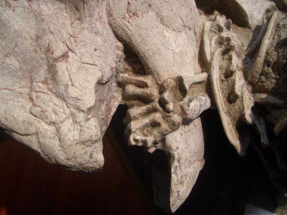 A fossil showing the left hand of a Repenomamus mammal gripping the lower jaw of a Psittacosaurus dinosaur