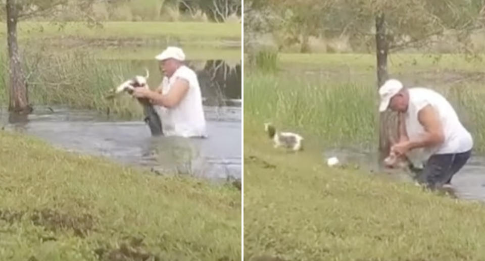 A man releases a small dog from the jaws of an alligator.