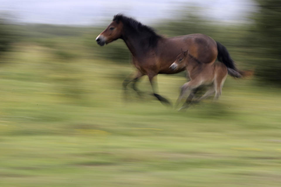 Wild horses gallop across a meadow at a wildlife sanctuary in Milovice, Czech Republic, Friday, July 17, 2020. Wild horses, bison and other big-hoofed animals once roamed freely in much of Europe. Now they are transforming a former military base outside the Czech capital in an ambitious project to improve biodiversity. Where occupying Soviet troops once held exercises, massive bovines called tauros and other heavy beasts now munch on the invasive plants that took over the base years ago. (AP Photo/Petr David Josek)