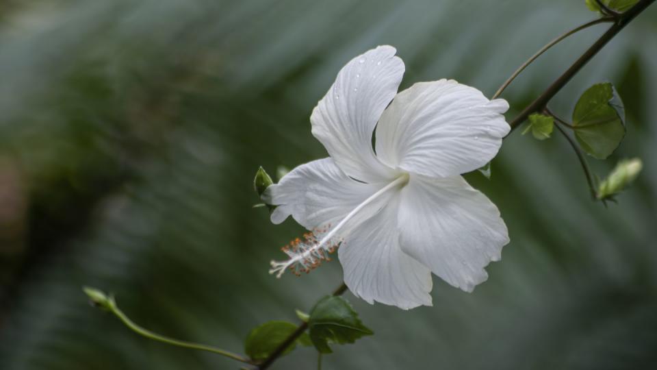 best white flowers hibiscus