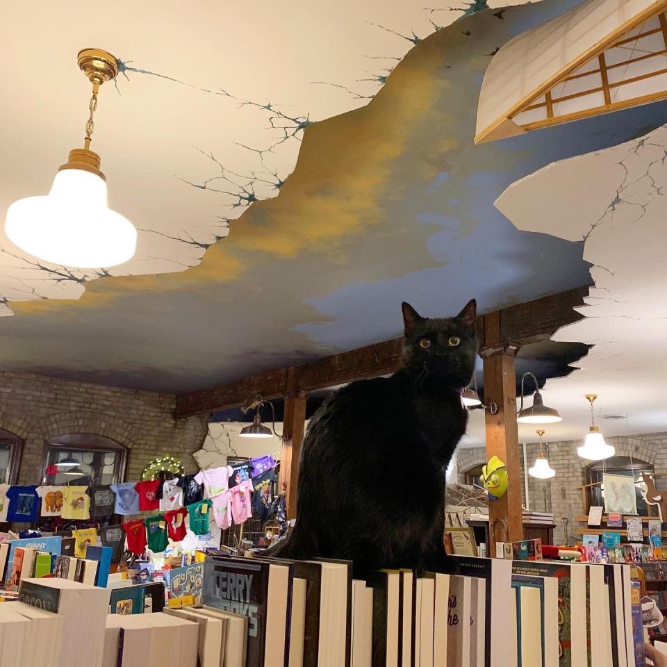 Eartha Kitt, one of two Manx cats at Wild Rumpus Books in Minneapolis. The bookstore is also has two chinchillas (Caldecott and Newbery), a dove (Mo), a cockatiel (Dave), a crested gecko (Stinky Cheese Man), and an aquarium of fish.