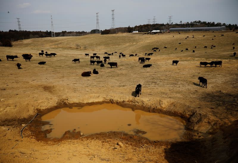 The Wider Image: The man who saves forgotten cats in Fukushima's nuclear zone