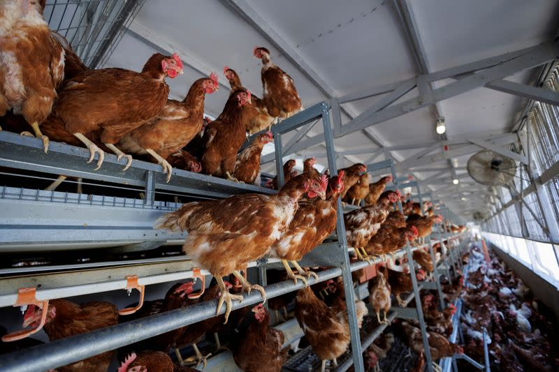 FILE PHOTO: Cage-Free chickens are shown inside a facility at Hilliker's Ranch Fresh Eggs in Lakeside