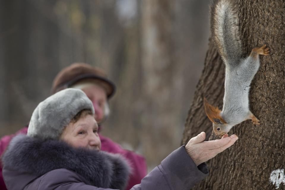 In this photo taken on Monday, Feb. 3, 2014, a squirrel gets food form women in Moscow's "Neskuchny Sad" park in Moscow, Russia. One by one, the bushy-tailed residents of Moscow’s parks have been disappearing. The problem: Russians have gone nuts for squirrels. City official Alexei Gorelov told the Associated Press on Wednesday that he has received multiple reports of squirrel poaching in local parks. In response, municipal authorities on Jan. 31 ordered bolstered security for all of Moscow’s green areas. (AP Photo/Alexander Zemlianichenko)