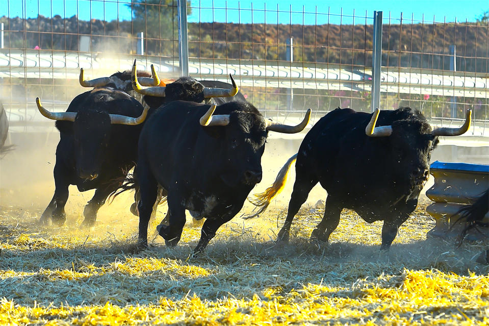 Bullish things are happening. (Getty)