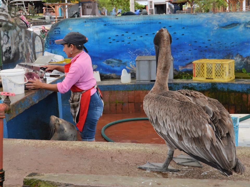 A pelican and a sea lion wait for fish scraps as a woman cuts up raw fish at the market.