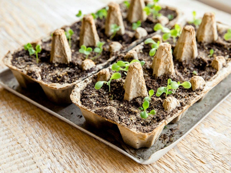 herbs in an egg carton