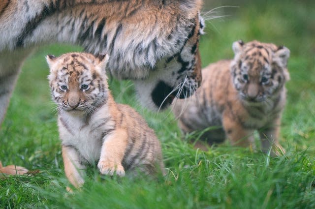 Amur tiger cubs at Banham Zoo