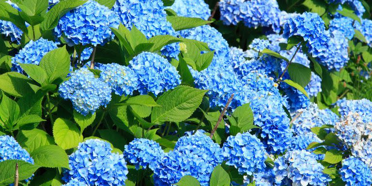 about hydrangeas