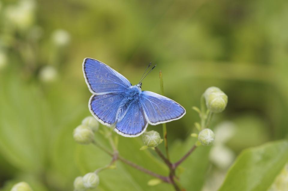 Common Blue butterfly