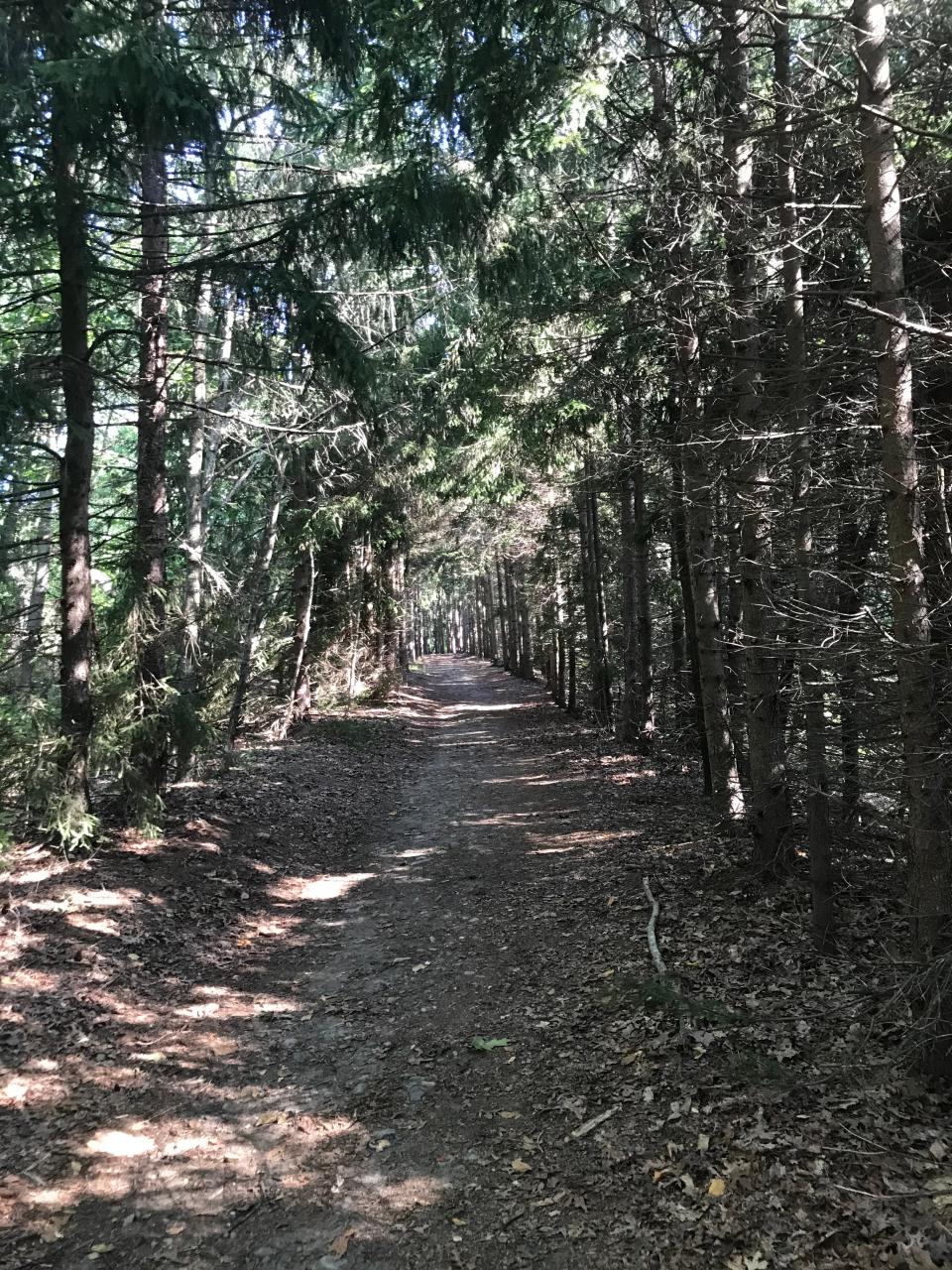 The white-blazed Pettaquamscutt Trail runs north under towering Norwegian spruce trees.
