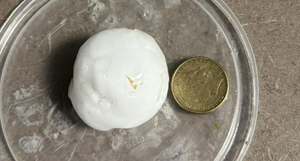 A large hailstone lies beside a one dollar coin, visibly larger that it. 