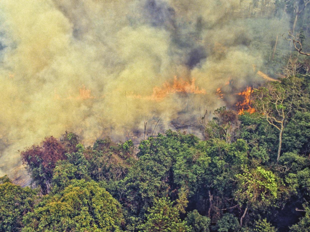 Deforestation of the Amazon is largely driven by demand for agricultural space, particularly for soy beans and cattle: Getty