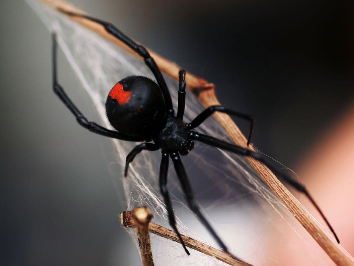 Black widow spiders are being kept in Central Bedfordshire: Getty Images