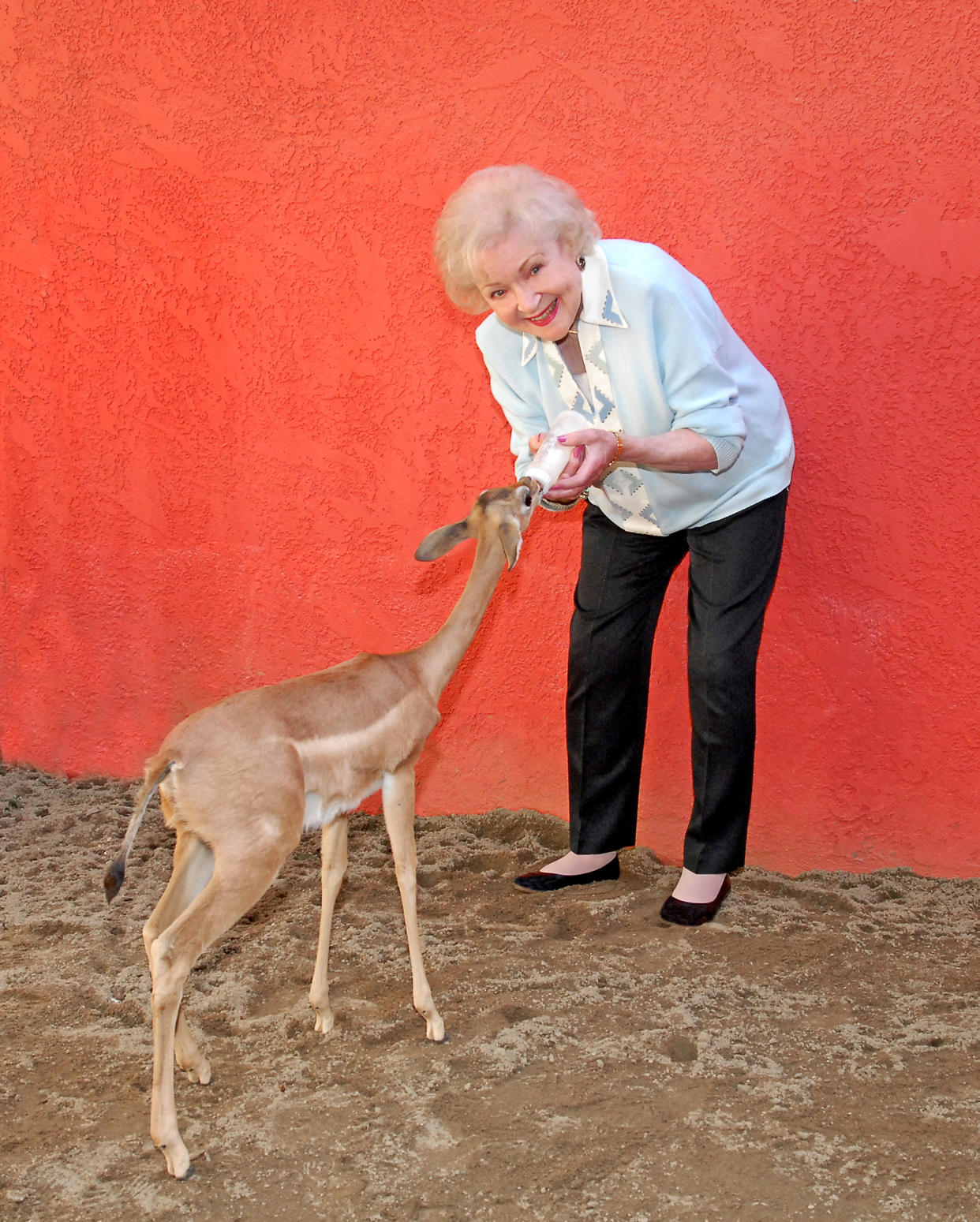 Betty White feeds a gerenuk, a medium-sized gazelle, at the L.A. Zoo. She frequently reminded viewers of her 1971 TV series “Betty White’s Pet Set” that wild animals should not be kept as pets.  (Tad Motoyama / Greater Los Angeles Zoo Association)