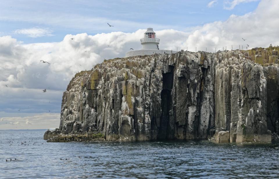 A dense colony of kittiwakes and other seabirds including guillemots gathered on sea cliffs at Inner Farne (Nick Upton/National Trust/PA) (PA Media)