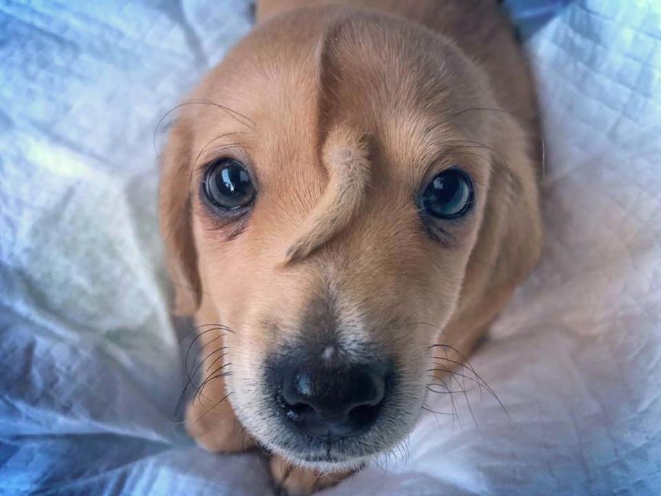 Look at his little extra tail! Narwhal the puppy has been given a clean bill of health and is loving life: PA