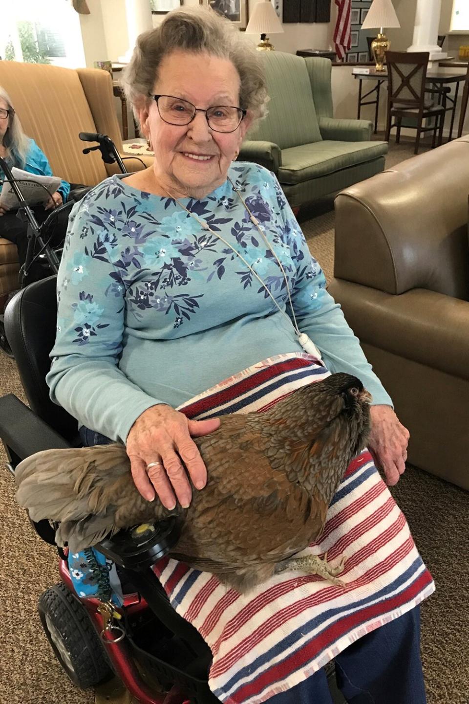 therapy chicken Gracie at nursing home