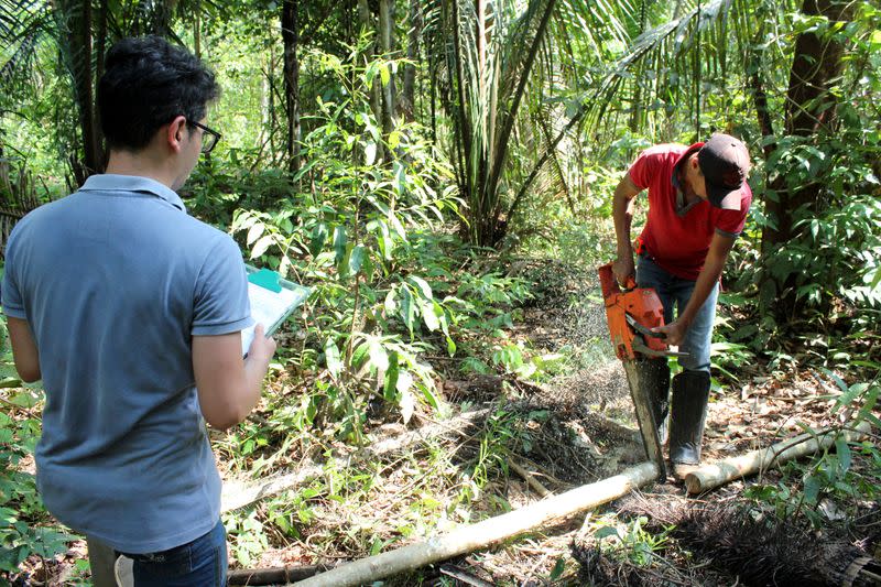 Forestry student Mateus Sanquetta observes as day laborer Ilandio Pereira da Silva cuts down a tree in the Amazon to measure its carbon levels in Itapua do Oeste