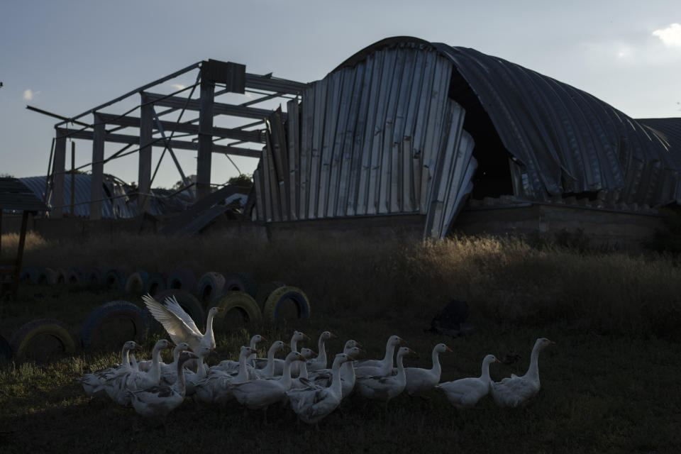A gaggle of geese make their way across a playground past destroyed warehouses at a grain facility in Pavlivka, Ukraine, Saturday, July 22, 2023, following Russian missile attacks. The collapse of the Black Sea grain deal and a series of missile strikes on Ukrainian grain silos and ports have left farmers with few options to export their grain — and all of them are getting more expensive. (AP Photo/Jae C. Hong)