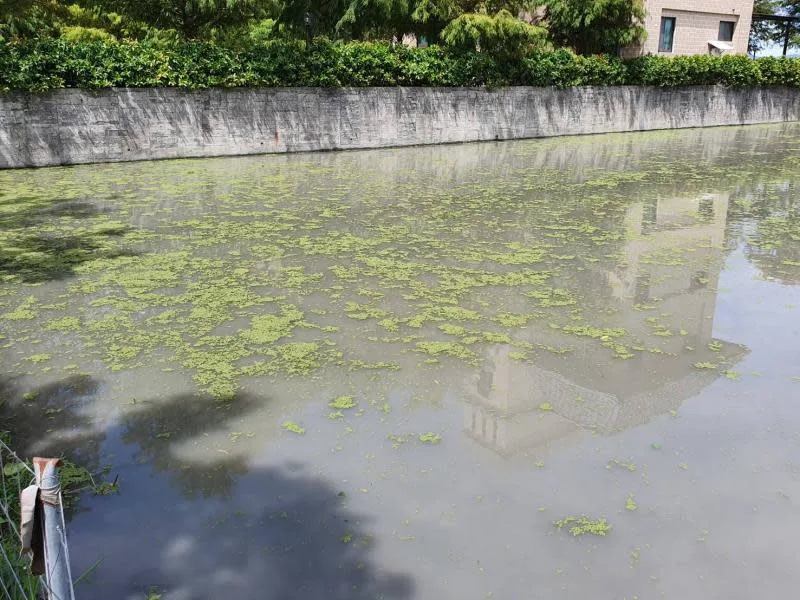 &#x006c34;&#x00751f;&#x007da0;&#x0080a5;&#x006eff;&#x006c5f;&#x007d05;&#x003000;&#x007da0;&#x008272;&#x0074b0;&#x005883;&#x007d66;&#x004ed8;&#x0065b0;&#x009078;&#x0064c7;