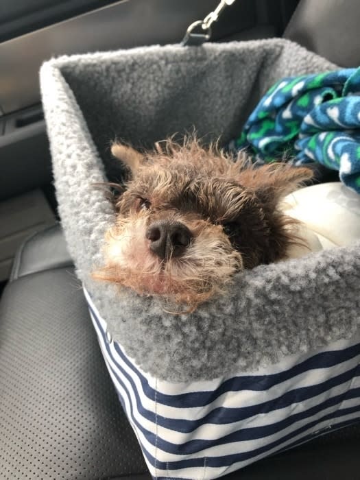 Dog in a car seat with a blanket, looking towards the camera