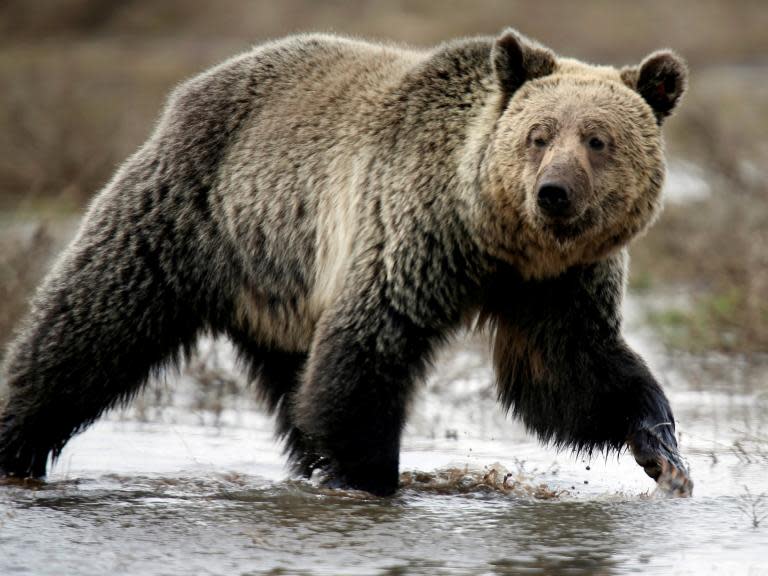 Mother and baby daughter mauled to death by grizzly bear in Canada