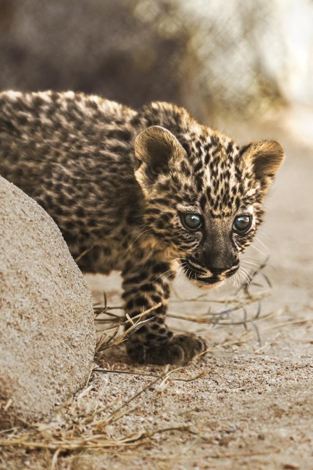 Born to be wild: A daring vision of the Arabian leopard's future