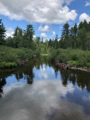 Forest near the Au Sable River is shown.