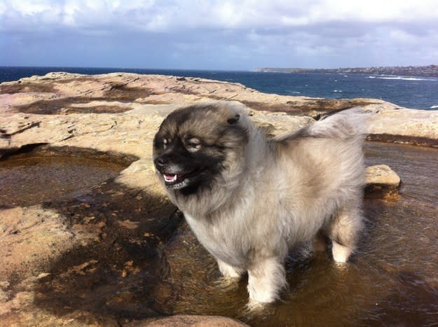 a small puppy standing in the ocean