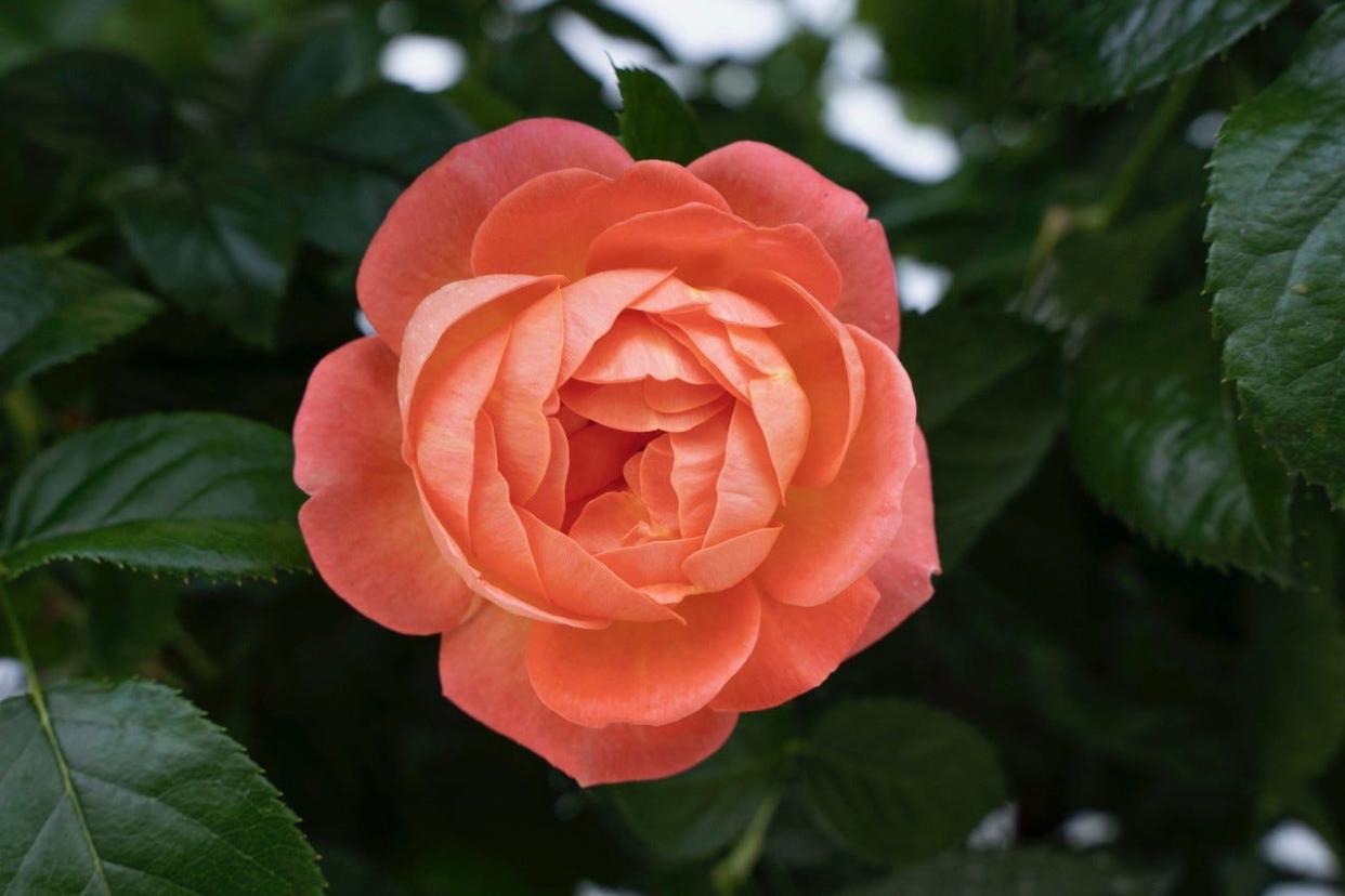 Orange Glow Knock Out is a shrub rose that blooms continuously.